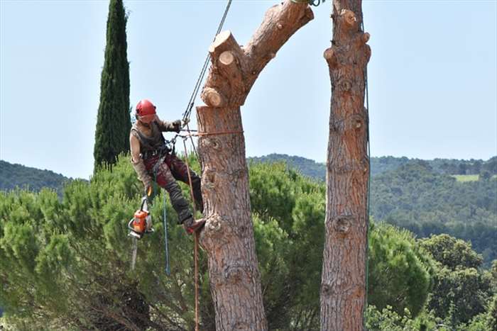Le métier d’élagueur d’arbre : aptitudes physiques, formations 